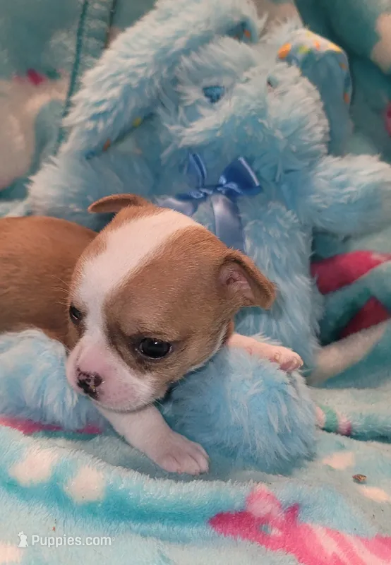 Dexter  – Chihuahua puppy for sale in Troy, OH