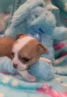 Dexter , a male Chihuahua for sale in Troy, OH – 1 of 5