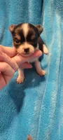 Peanut, a male Chihuahua for sale in Troy, OH – 5 of 6
