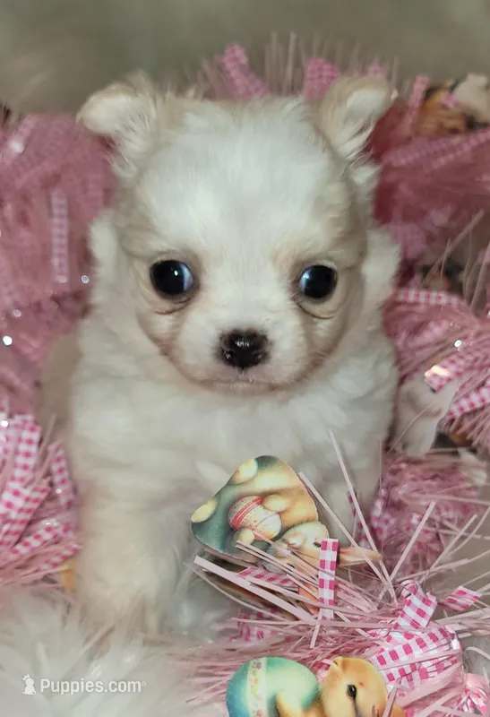 Powder(puff), a female Chihuahua for sale in Troy, OH – Photo 1 of 9