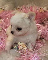 Powder(puff), a female Chihuahua for sale in Troy, OH – Photo 2 of 9