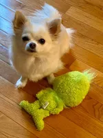 Powder(puff), a female Chihuahua for sale in Troy, OH – Photo 9 of 9