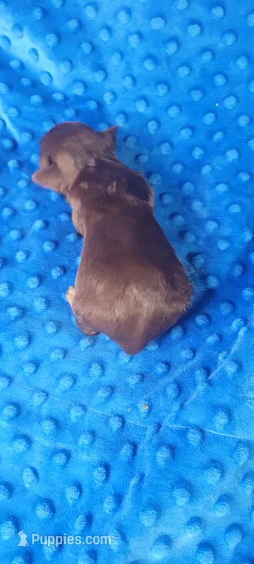 Dexter (AKC)  – Yorkshire Terrier puppy for sale in Troy, OH
