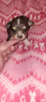 Shasta, a female Chihuahua for sale in Troy, OH – 4 of 6