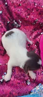 Macy (AKC), a female Yorkshire Terrier for sale in Troy, OH – 3 of 5