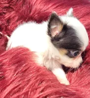 Bullseye, a male Chihuahua for sale in Troy, OH – Photo 3 of 8