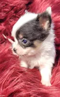 Bullseye, a male Chihuahua for sale in Troy, OH – Photo 4 of 8