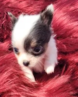 Bullseye, a male Chihuahua for sale in Troy, OH – Photo 7 of 8