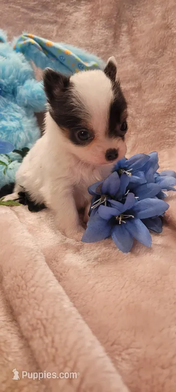 Bullseye – Chihuahua puppy for sale in Troy, OH