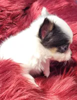 Bullseye, a male Chihuahua for sale in Troy, OH – Photo 6 of 8