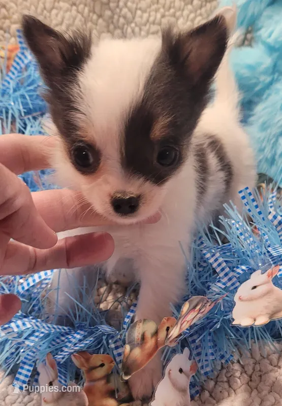 Bullseye – Chihuahua puppy for sale in Troy, OH