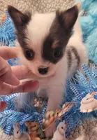 Bullseye, a male Chihuahua for sale in Troy, OH – Photo 1 of 8