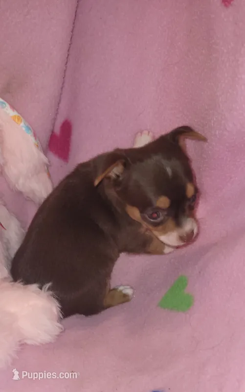 Lacy – Chihuahua puppy for sale in Troy, OH