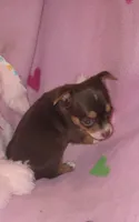 Lacy, a female Chihuahua for sale in Troy, OH – 1 of 4