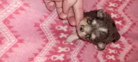 Shasta, a female Chihuahua for sale in Troy, OH – 2 of 6