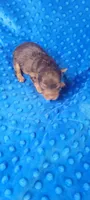 Dexter (AKC) , a male Yorkshire Terrier for sale in Troy, OH – 3 of 4