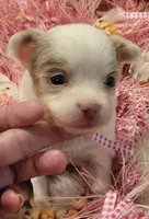 Star, a female Chihuahua for sale in Troy, OH – Photo 1 of 6