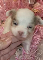 Star, a female Chihuahua for sale in Troy, OH – Photo 2 of 6