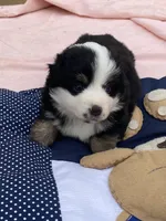 Zagnut , a female Miniature American Shepherd for sale in Harmony, NC – Photo 2 of 4