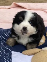 Zagnut , a female Miniature American Shepherd for sale in Harmony, NC – Photo 3 of 4