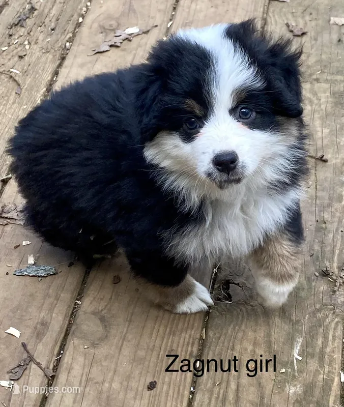 Zagnut  – Miniature American Shepherd puppy for sale in Harmony, NC