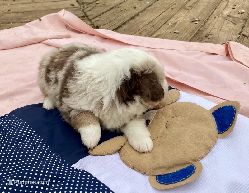 Heath – Miniature American Shepherd puppy for sale in Harmony, NC
