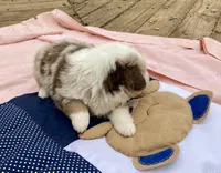 Heath, a male Miniature American Shepherd for sale in Harmony, NC – Photo 1 of 7