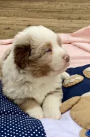 Heath, a male Miniature American Shepherd for sale in Harmony, NC – Photo 3 of 7