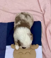 Heath, a male Miniature American Shepherd for sale in Harmony, NC – Photo 2 of 7