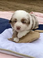 Heath, a male Miniature American Shepherd for sale in Harmony, NC – Photo 5 of 7