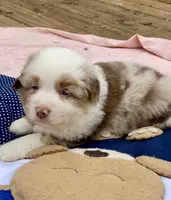 Heath, a male Miniature American Shepherd for sale in Harmony, NC – Photo 4 of 7