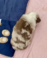 Heath, a male Miniature American Shepherd for sale in Harmony, NC – Photo 7 of 7