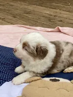 Heath, a male Miniature American Shepherd for sale in Harmony, NC – Photo 6 of 7