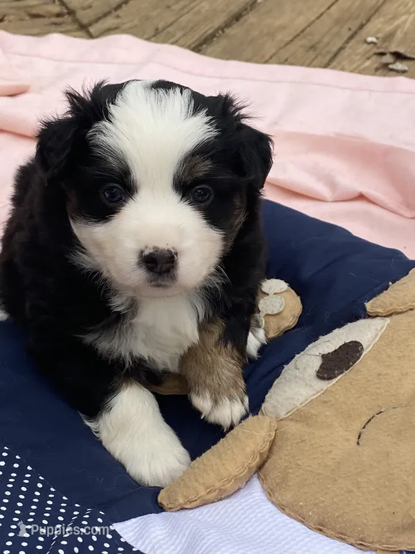 Hershey – Miniature American Shepherd puppy for sale in Harmony, NC