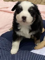 Hershey, a female Miniature American Shepherd for sale in Harmony, NC – Photo 3 of 5