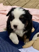 Hershey, a female Miniature American Shepherd for sale in Harmony, NC – Photo 5 of 5