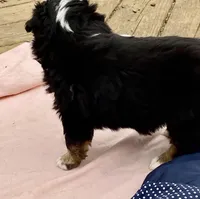 Hershey, a female Miniature American Shepherd for sale in Harmony, NC – Photo 4 of 5