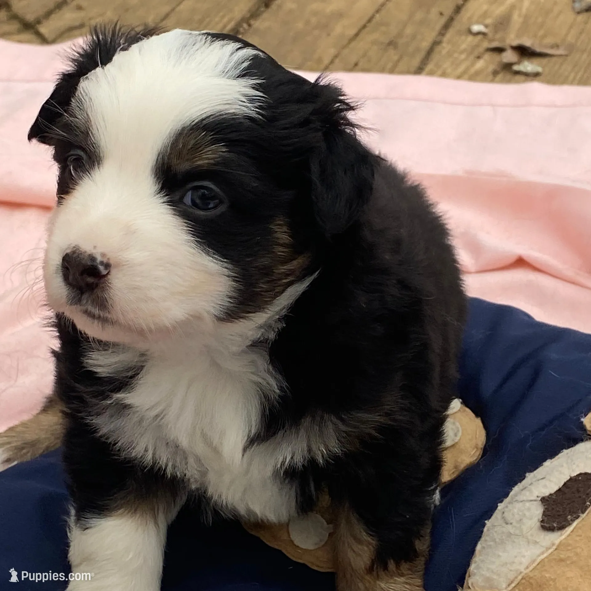 Hershey, a female Miniature American Shepherd for sale in Harmony, NC – Photo 2 of 5