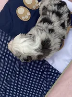 Lyndor, a female Miniature American Shepherd for sale in Harmony, NC – Photo 8 of 8