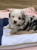 Lyndor, a female Miniature American Shepherd for sale in Harmony, NC – Photo 5 of 8
