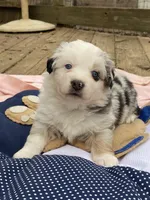 Lyndor, a female Miniature American Shepherd for sale in Harmony, NC – Photo 3 of 8