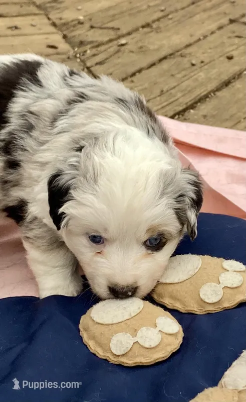 Lyndor – Miniature American Shepherd puppy for sale in Harmony, NC