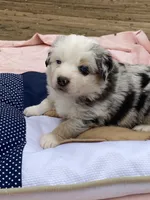 Lyndor, a female Miniature American Shepherd for sale in Harmony, NC – Photo 4 of 8