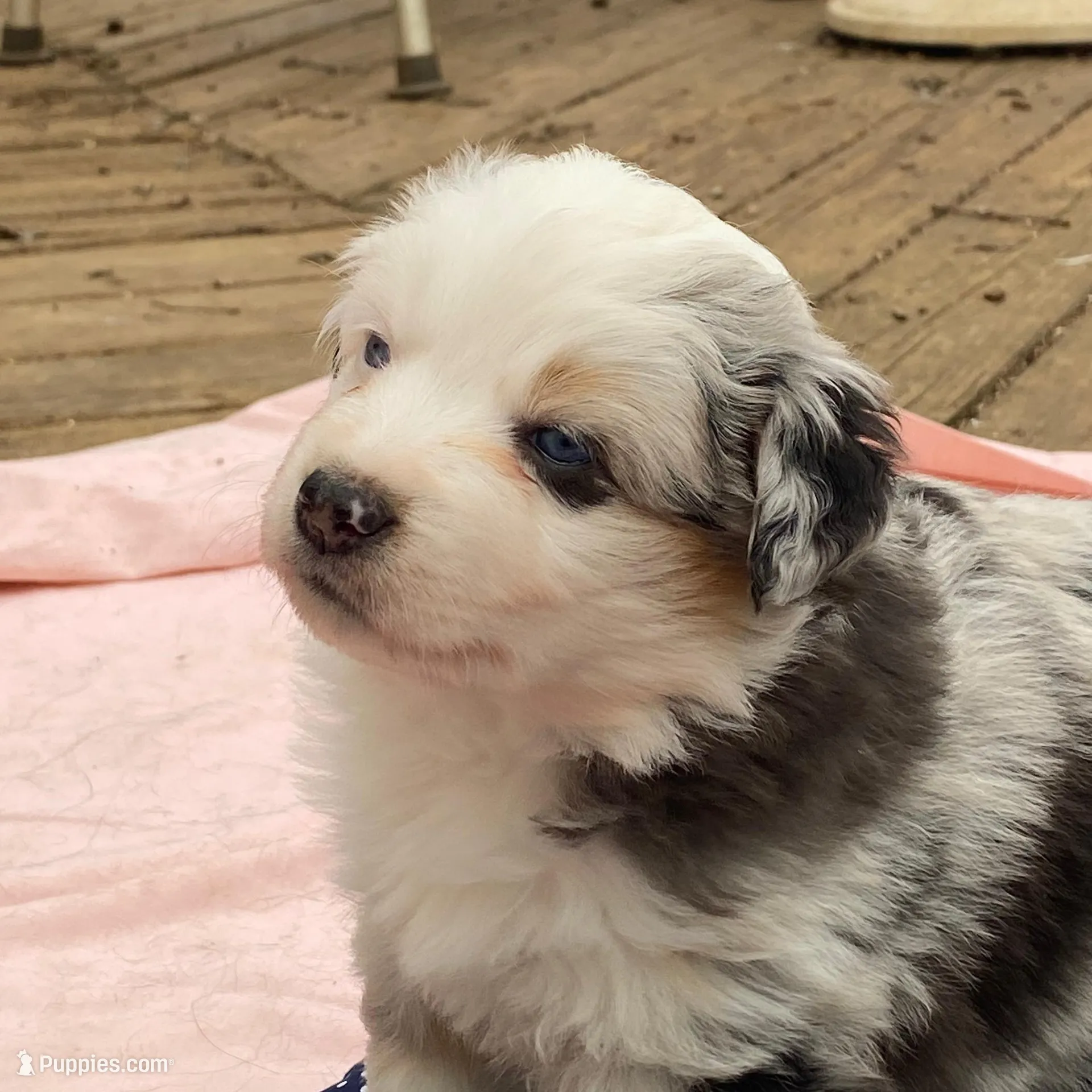 Lyndor, a female Miniature American Shepherd for sale in Harmony, NC – Photo 6 of 8