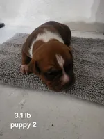 Choclate JR, a male American Bully for sale in Dallas, TX – 4 of 7