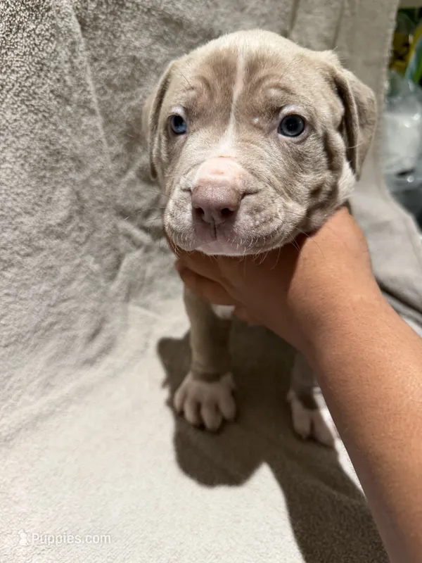 Puppy 1 – American Bully puppy for sale in Mesquite, TX