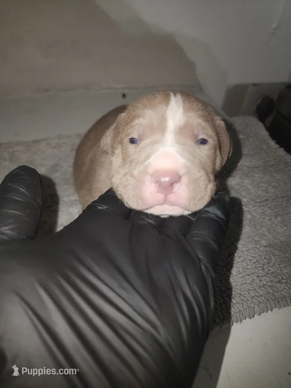 Puppy 1 – American Bully puppy for sale in Dallas, TX