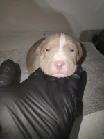 Puppy 1, a male American Bully for sale in Dallas, TX – 1 of 4