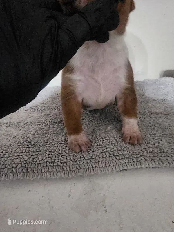 Choclate JR – American Bully puppy for sale in Dallas, TX