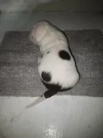 Whitey puppy 6th, a female American Bully for sale in Dallas, TX – 5 of 5